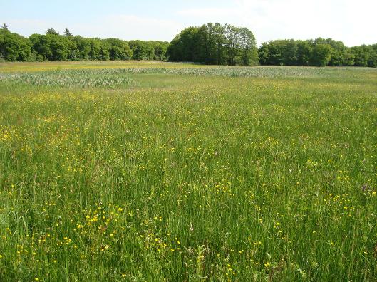Omgeving Eext Drentse Aa